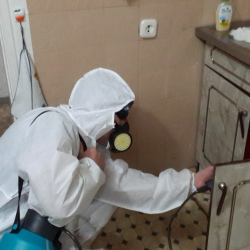 Дезинфекция от муравьев в квартире в Райсемёновском